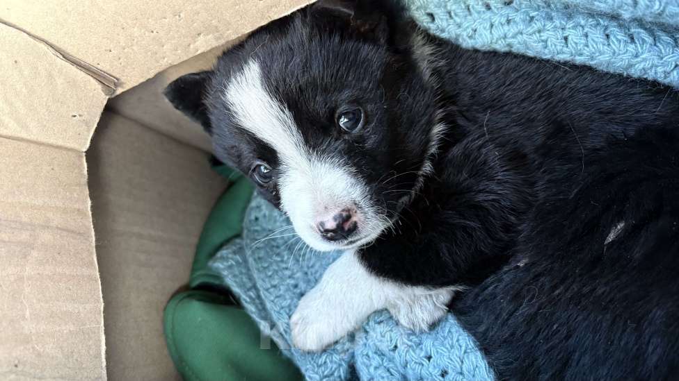 Собаки в Челябинске: Щенки в добрые руки Девочка, Бесплатно - фото 4