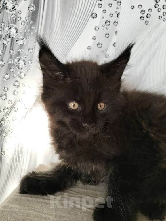 Кошки в других городах Красноярского края: Мейн-кун котята из питомника Мальчик, 35 000 руб. - фото 4