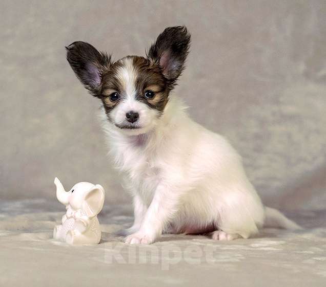 Собаки в Москве: Щенок папийона (папильона) Мальчик, 80 000 руб. - фото 2