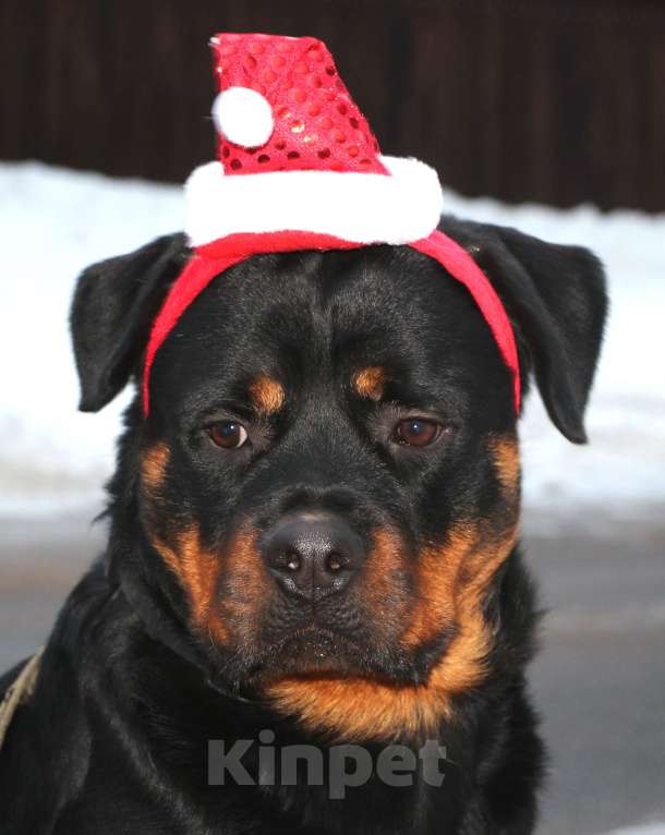 Собаки в Красногорске: Перспективный кобель Мальчик, 60 000 руб. - фото 3