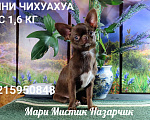 Собаки в Санкт-Петербурге: Мини чихуахуа с гарантией веса,размера,здоровья Мальчик, 120 000 руб. - фото 4