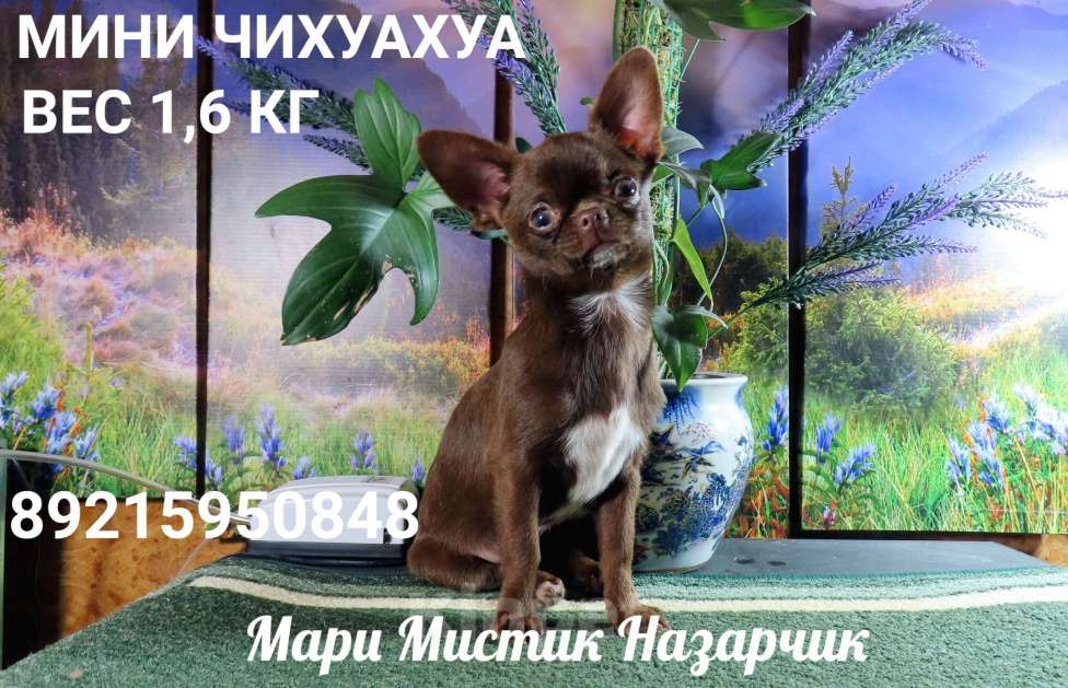 Собаки в Санкт-Петербурге: Мини чихуахуа с гарантией веса,размера,здоровья Мальчик, 120 000 руб. - фото 4
