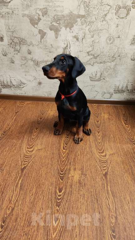 Собаки в Пензе: Продаются чистокровные щенки Добермана с документам РКФ Мальчик, 50 000 руб. - фото 3