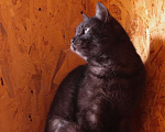 Кошки в Москве: Котик Тимоша в поисках семьи Мальчик, Бесплатно - фото 4