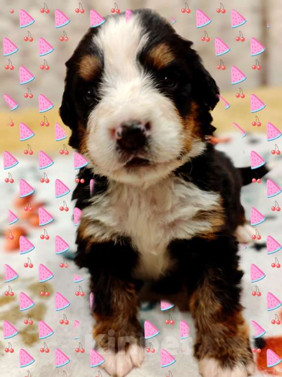 Собаки в Магнитогорске: Щенки Бернского Зенненхунда  Девочка, 50 000 руб. - фото 8