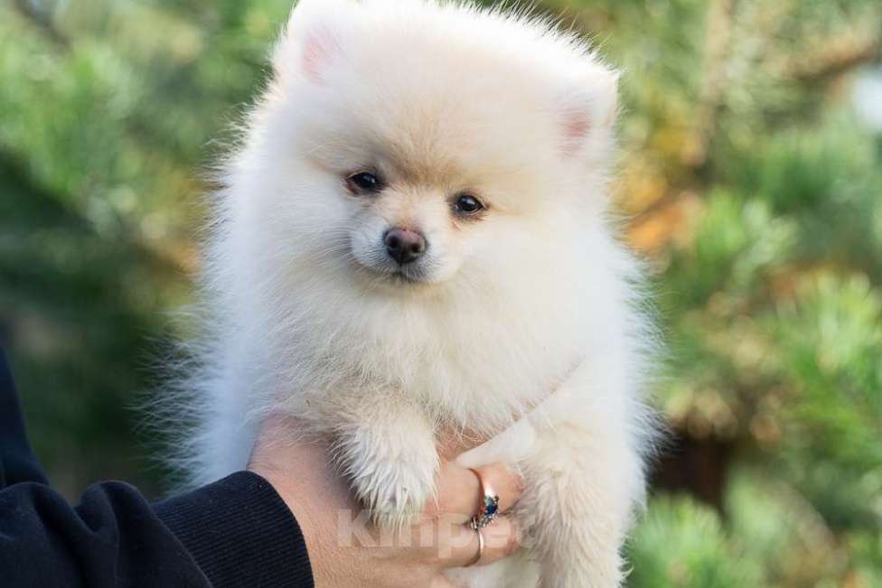 Собаки в других городах Московской области: Девочка Тоша Девочка, 35 000 руб. - фото 9