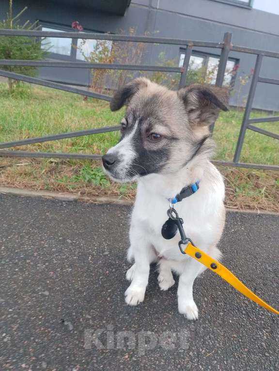 Собаки в Санкт-Петербурге: Маленькая ласковая собачка, 5 месяцев Девочка, Бесплатно - фото 6