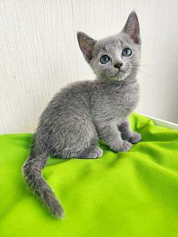 Объявление: котята породы русская голубая, 35 000 руб., Владимир