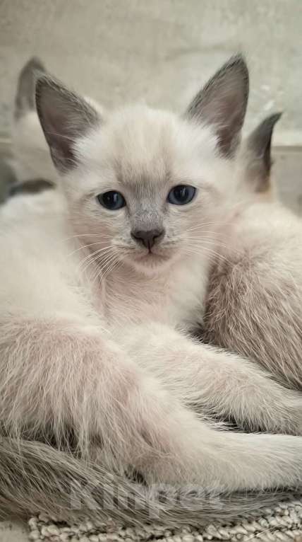 Кошки в Краснодаре: Тайский котенок Мальчик, 7 000 руб. - фото 1