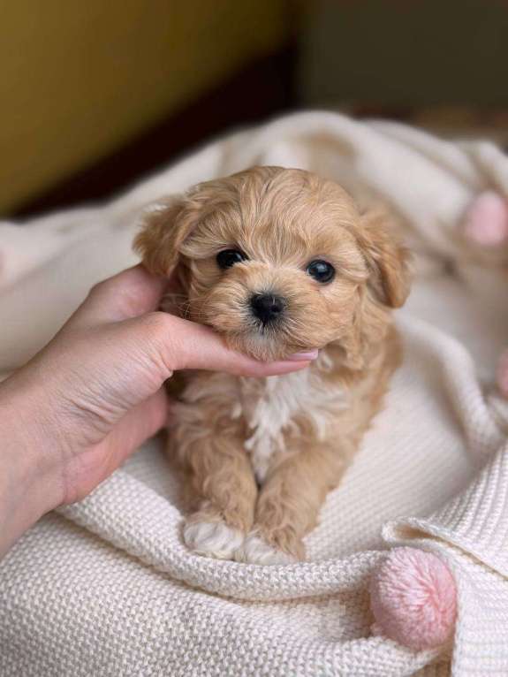 Собаки в Москве: Юник  Мальчик, 180 000 руб. - фото 7