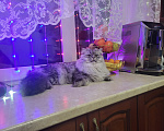 Кошки в Подольске: Персидская серебристая шиншила. Девочка, 15 000 руб. - фото 8