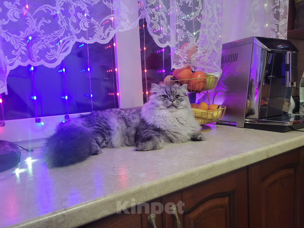 Кошки в Подольске: Персидская серебристая шиншила. Девочка, 15 000 руб. - фото 8