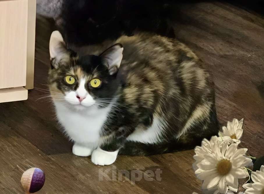 Кошки в Санкт-Петербурге: Кошечка Сонечка . 9 мес. Стерилизована Девочка, Бесплатно - фото 3