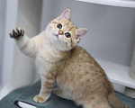 Кошки в Москве: Фисташка Девочка, 35 000 руб. - фото 2