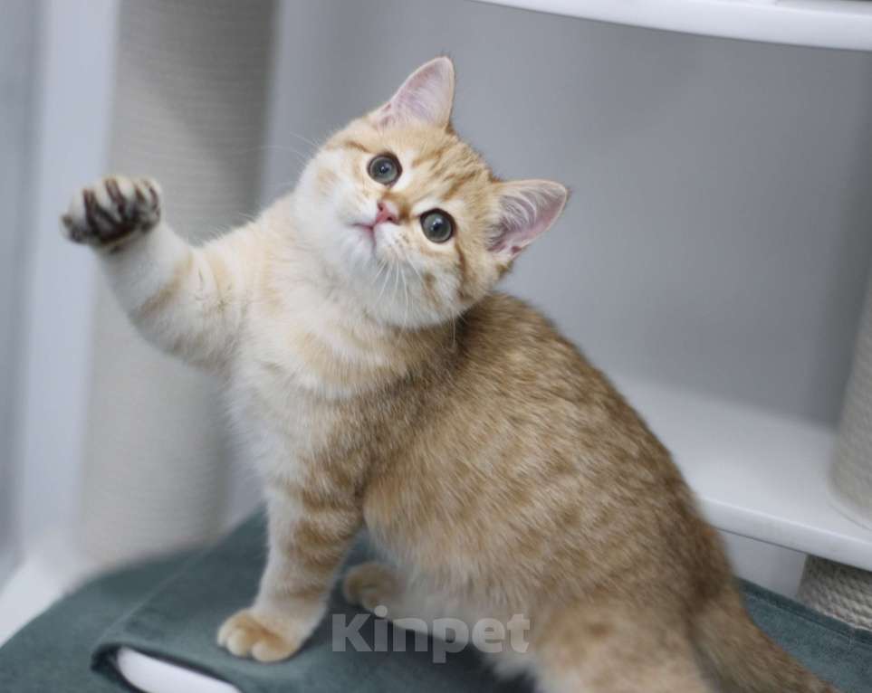 Кошки в Москве: Фисташка Девочка, 35 000 руб. - фото 2