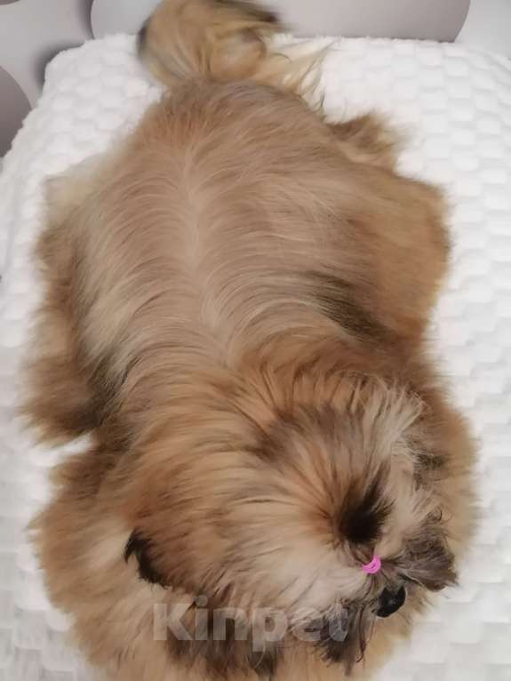 Собаки в Пензе: Щенок ши-тцу Девочка, Бесплатно - фото 2