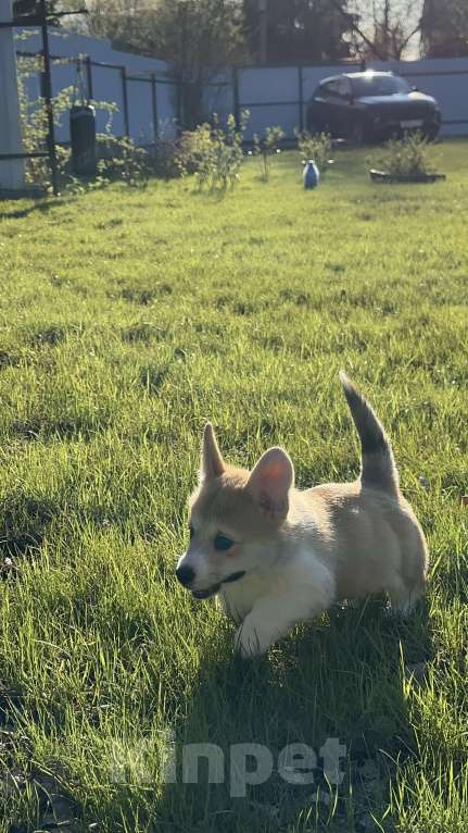 Собаки в Москве: Корги Девочка, Бесплатно - фото 4