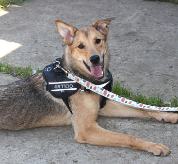 Молоденькая ласкушечка Ариша ждет родную семью всю свою маленькую жизнь! 