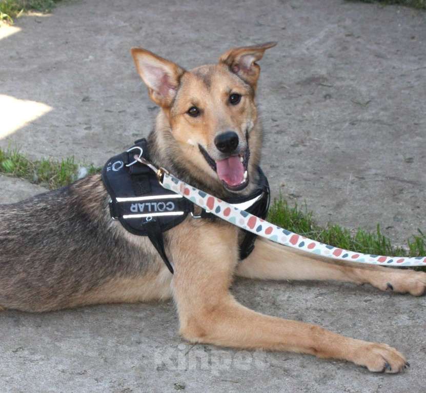 Собаки в Москве: Молоденькая ласкушечка Ариша ждет родную семью всю свою маленькую жизнь!  Девочка, Бесплатно - фото 1