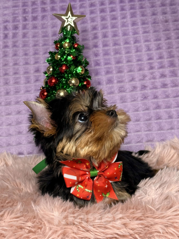 Собаки в Москве: Йоркширский терьер девочка Девочка, 70 000 руб. - фото 1