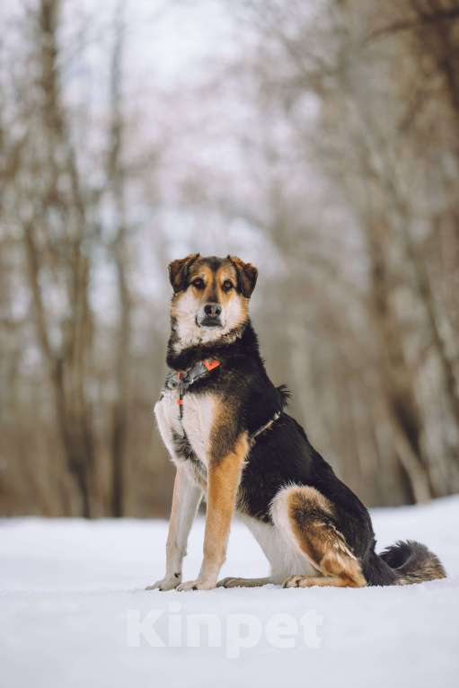 Собаки в Москве: Собака в добрые руки Девочка, Бесплатно - фото 1