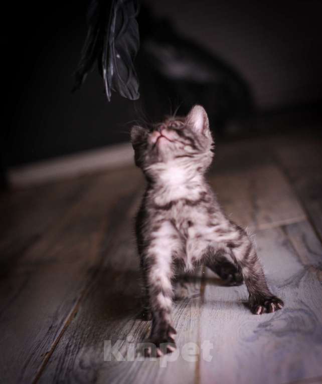 Кошки в Москве: Бенгальские котята Девочка, 55 000 руб. - фото 2