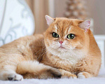 Кошки в Москве: Британский котенок Брусника Девочка, 60 000 руб. - фото 8