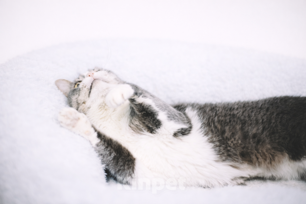 Кошки в Москве: Чикуля ищет своего человека  Девочка, Бесплатно - фото 6