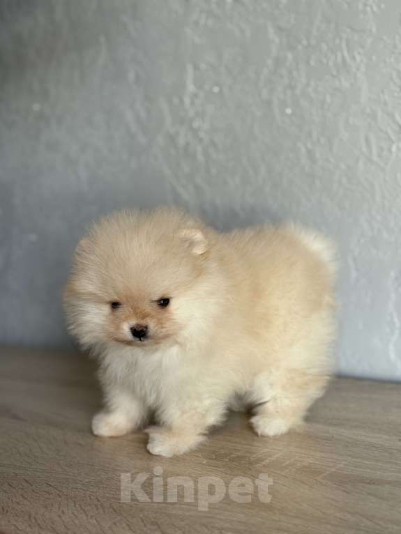 Собаки в Новосибирске: Щенок шпица Мальчик, 30 000 руб. - фото 1