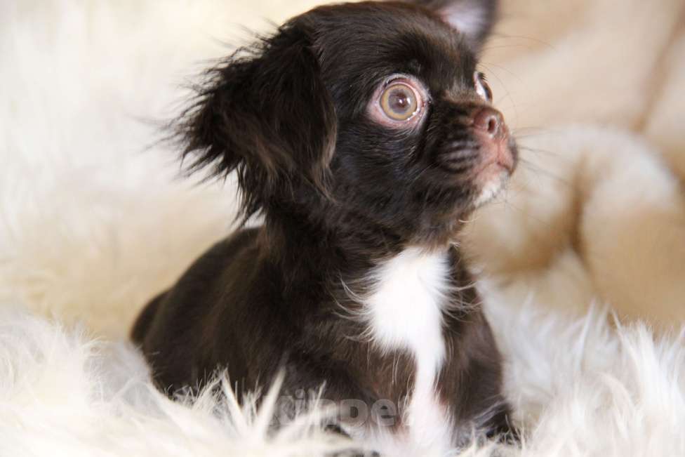 Собаки в Москве: Шоколадный мини мальчик Мальчик, Бесплатно - фото 7