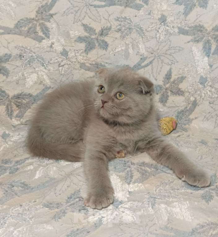 Кошки в Москве: Вислоухий котенок лилового окраса Мальчик, 25 000 руб. - фото 5