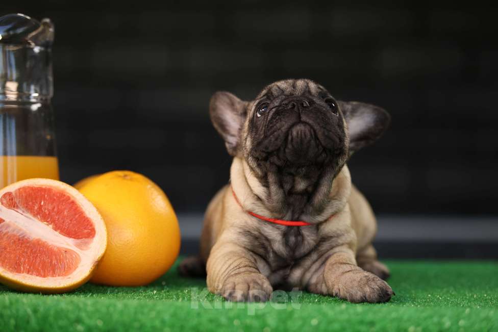 Собаки в Москве: Щенок французского бульдога  Девочка, 50 000 руб. - фото 7