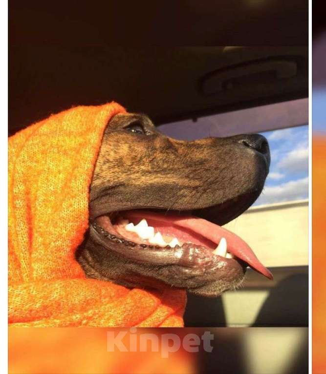 Собаки в Батайске: Стаффорд в добрые руки  Мальчик, Бесплатно - фото 2