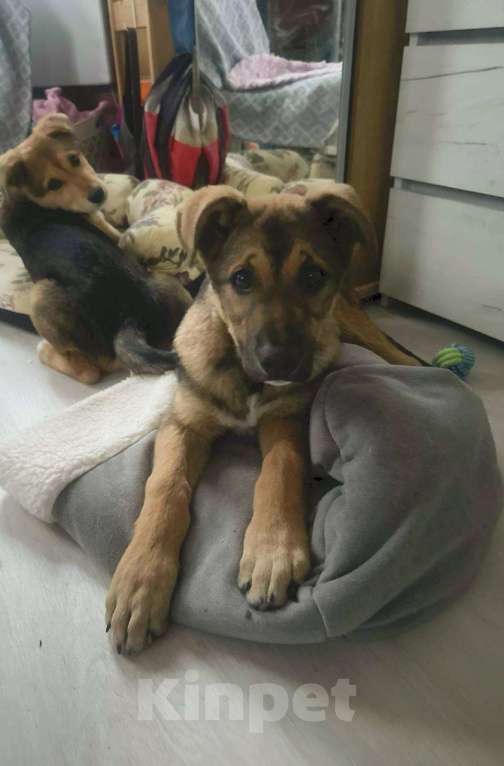 Собаки в других городах Ленинградской области: Мишка и Тотошка Мальчик, Бесплатно - фото 2