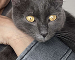 Кошки в Иркутске: Котенок 5 месяцев Девочка, Бесплатно - фото 4