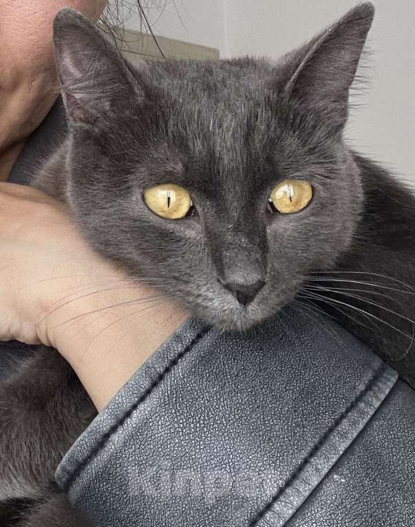 Кошки в Иркутске: Котенок 5 месяцев Девочка, Бесплатно - фото 4