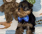 Собаки в Москве: Йоркширский терьер мальчик Мальчик, 60 000 руб. - фото 8
