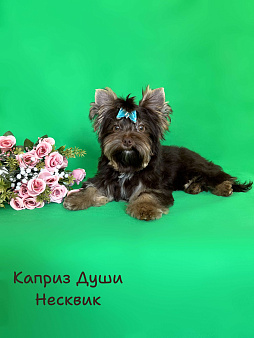 Мальчик шоколадного йорка ( документы НРКА)