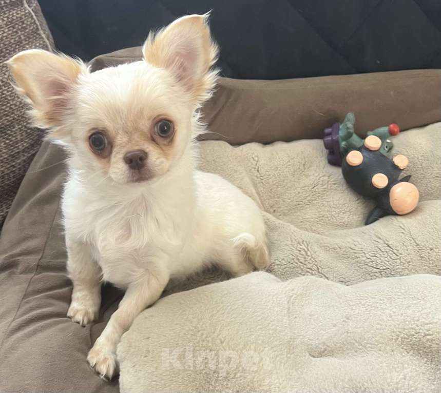 Собаки в Санкт-Петербурге: Щенок чихуахуа, сука Девочка, 50 000 руб. - фото 4