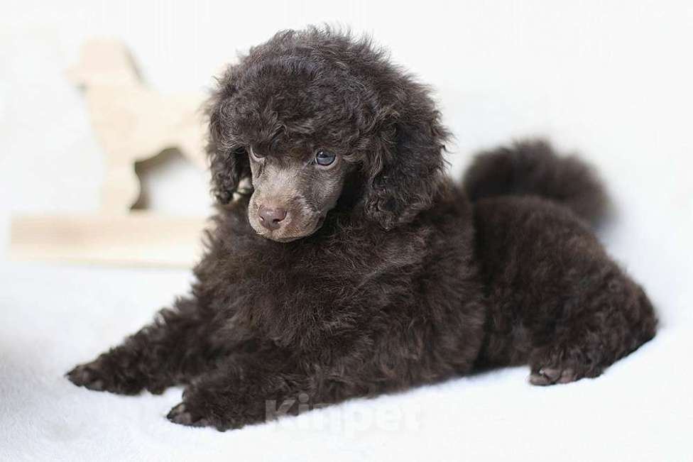 Собаки в Долгопрудном: Пуделя щенок миниатюрный коричневый мальчик Циклон Мальчик, 100 000 руб. - фото 2