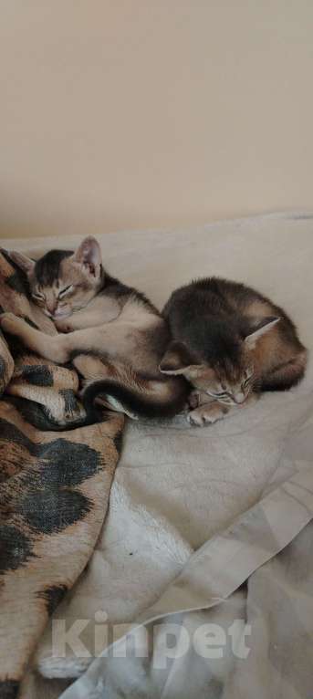 Кошки в Брянске: Абиссинские котодетки Девочка, 25 000 руб. - фото 5