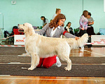 Собаки в Новосибирске: Вязка (Золотистый ретривер), 1 руб. - фото 1