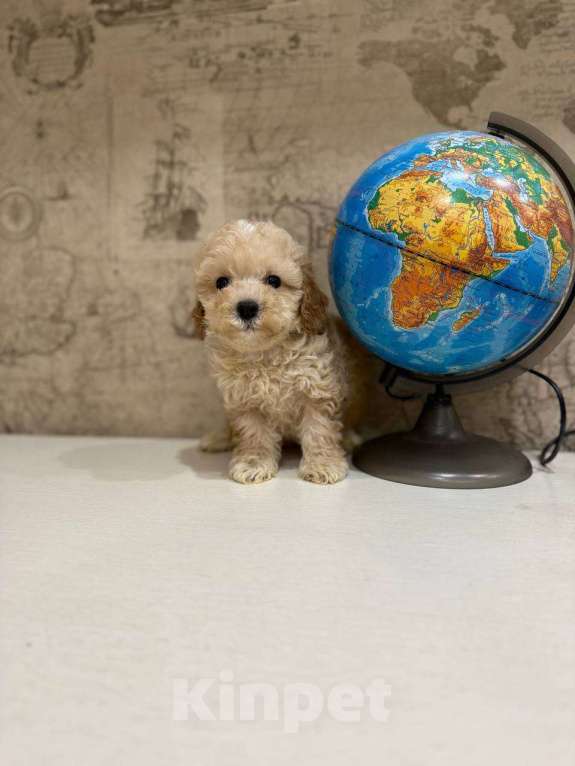 Собаки в Москве: Мальтипу мини Мальчик, 130 000 руб. - фото 4