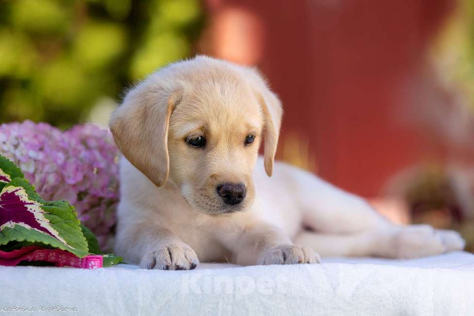 Собаки в Москве: Палевый щенок лабрадора  Девочка, 100 000 руб. - фото 2