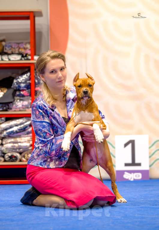 Собаки в Нижнем Новгороде: Девочка Американского стаффордширского терьера  Девочка, 60 000 руб. - фото 3