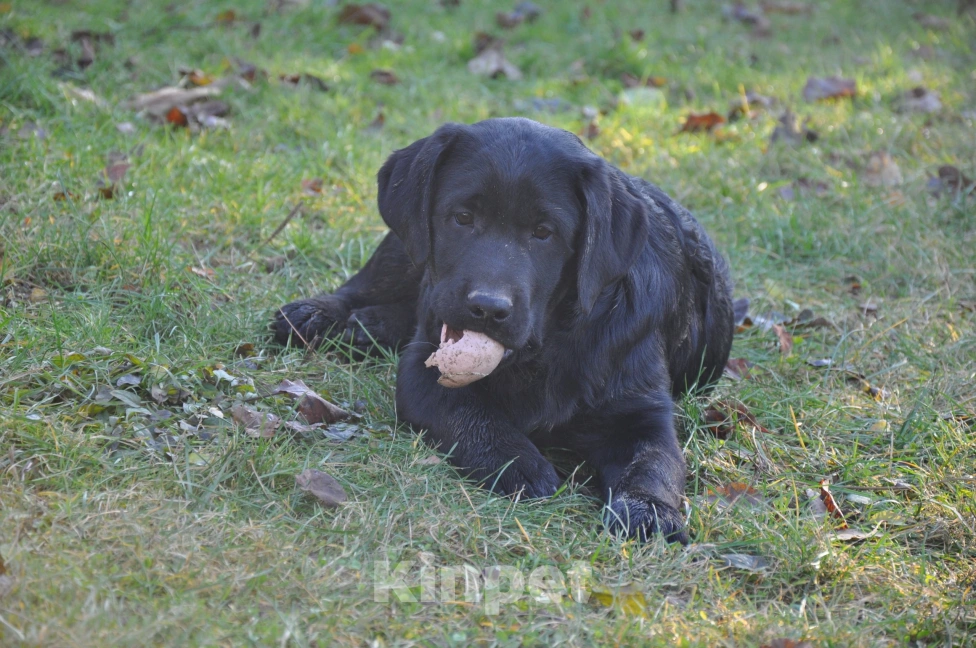 Собаки в Истре: Щенок лабрадора ретривера  Мальчик, 65 000 руб. - фото 4