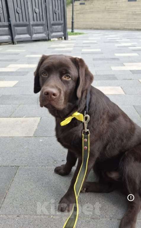 Собаки в других городах Московской области: ПОТЕРЯЛАСЬ СОБАКА ЛАБРОДОР В ЗАРЕЧЬЕ Мальчик, 50 000 руб. - фото 1