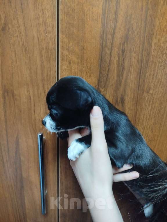 Собаки в Москве: Щенок чихуахуа Девочка, 27 000 руб. - фото 3