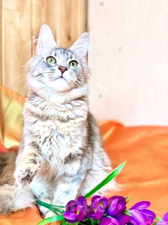 Кошки в Челябинске: 🔥🔥🔥 КОТЕНОК МЕЙН-КУН ДЕВОЧКА Девочка, Бесплатно - фото 10