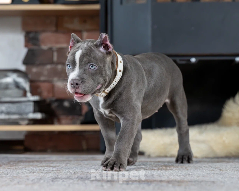 Собаки в Воронеже: Американский Булли девочка Девочка, Бесплатно - фото 4